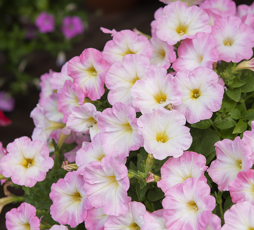 Petunia F1 'Trilogy Salmon Morn'