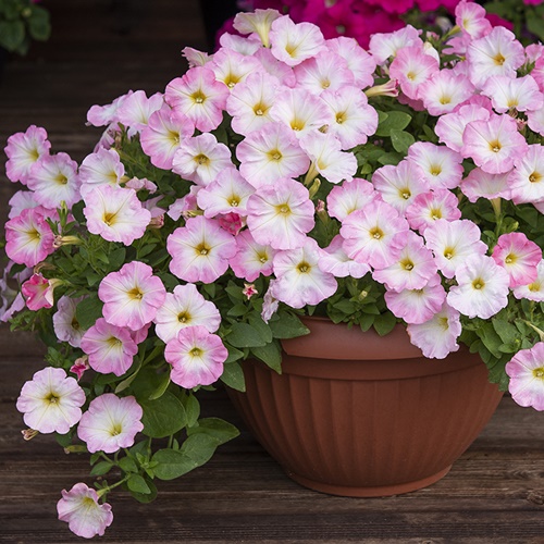 Petunia F1 'Trilogy Salmon Morn'