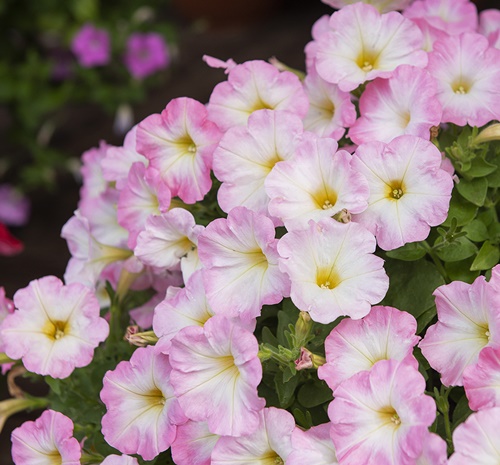 Petunia F1 'Trilogy Salmon Morn'