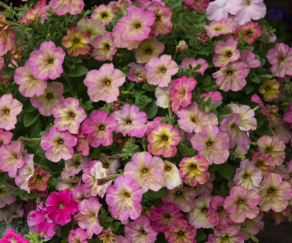 Petunia F1 'Debonair Dusty Rose'