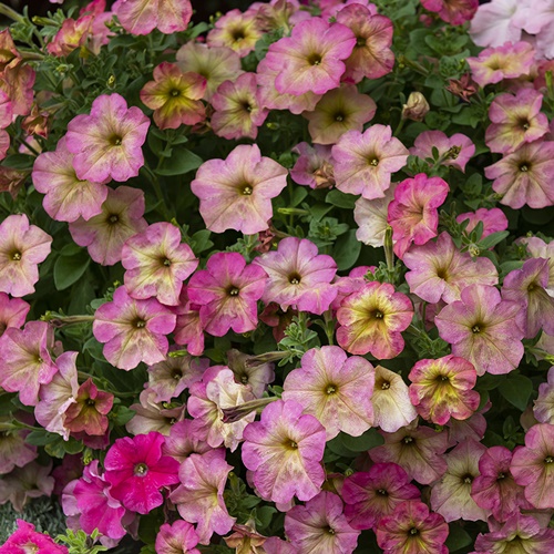 Petunia F1 'Debonair Dusty Rose'
