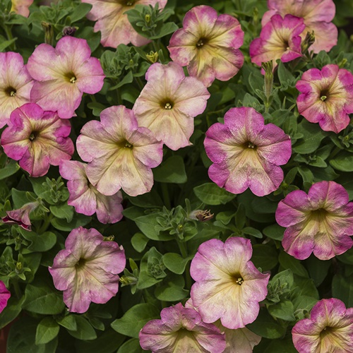 Petunia F1 'Debonair Dusty Rose'