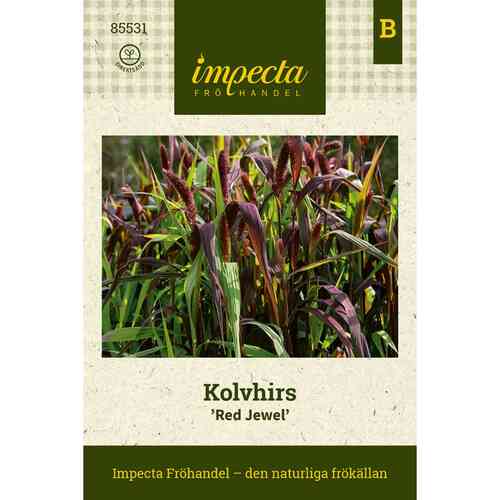 Italianpantaheinä 'Red Jewel'