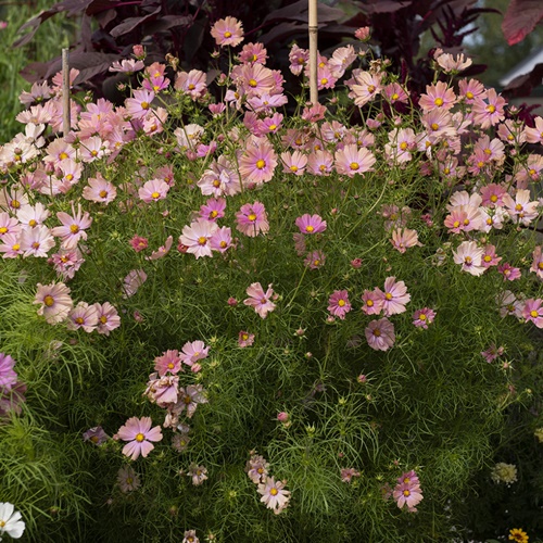 Punakosmos 'Apricotta'
