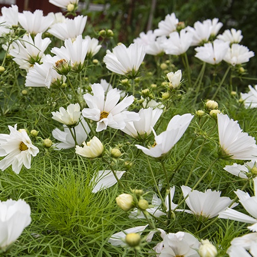Punakosmos 'Hummingbird White'