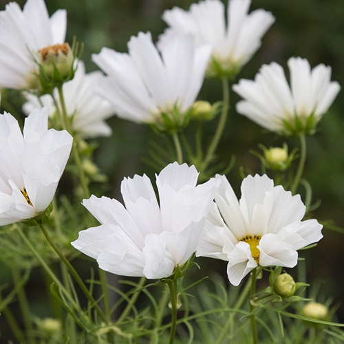 Punakosmos 'Hummingbird White'