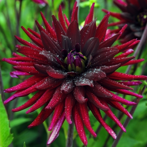 Kaktusdahlia 'Chat Noir'