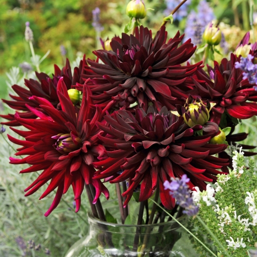 Kaktusdahlia 'Chat Noir'