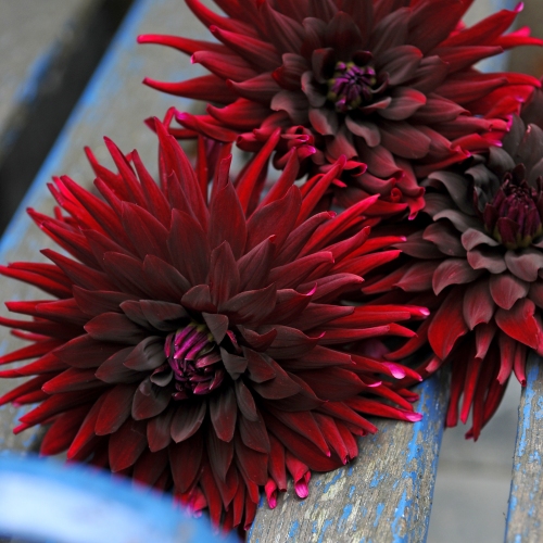 Kaktusdahlia 'Chat Noir'