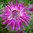 Kaktusdaalia 'Hollyhill Spider Woman'