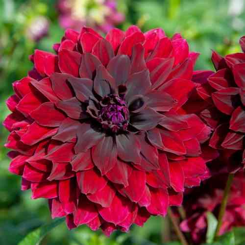 Kaktusdaalia 'Rip City'