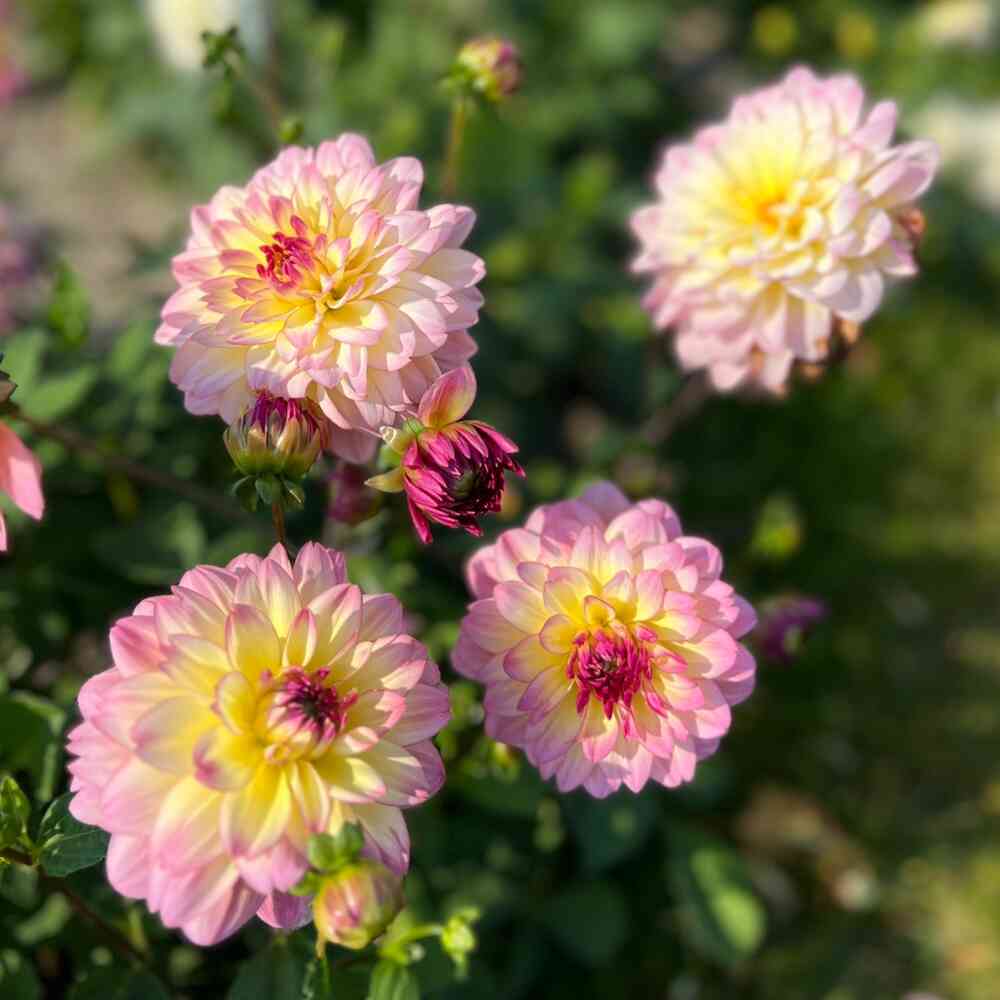 Dekorativdahlia 'Zingaro'