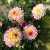 Dekorativdahlia 'Zingaro'