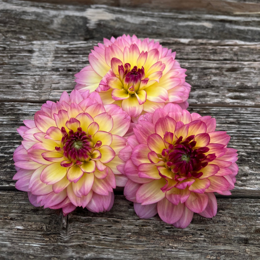 Dekorativdahlia 'Zingaro'