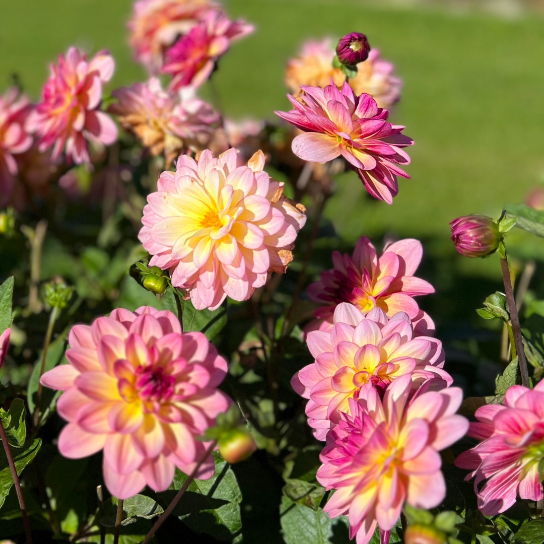Dekorativdahlia 'Zingaro'