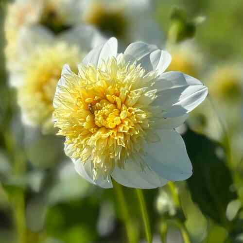 Vuokkodaalia 'Platinum Blonde'