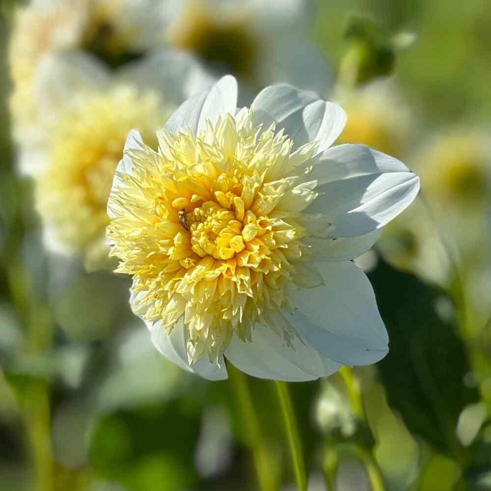 Anemondahlia 'Platinum Blonde'