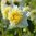 Anemondahlia 'Platinum Blonde'