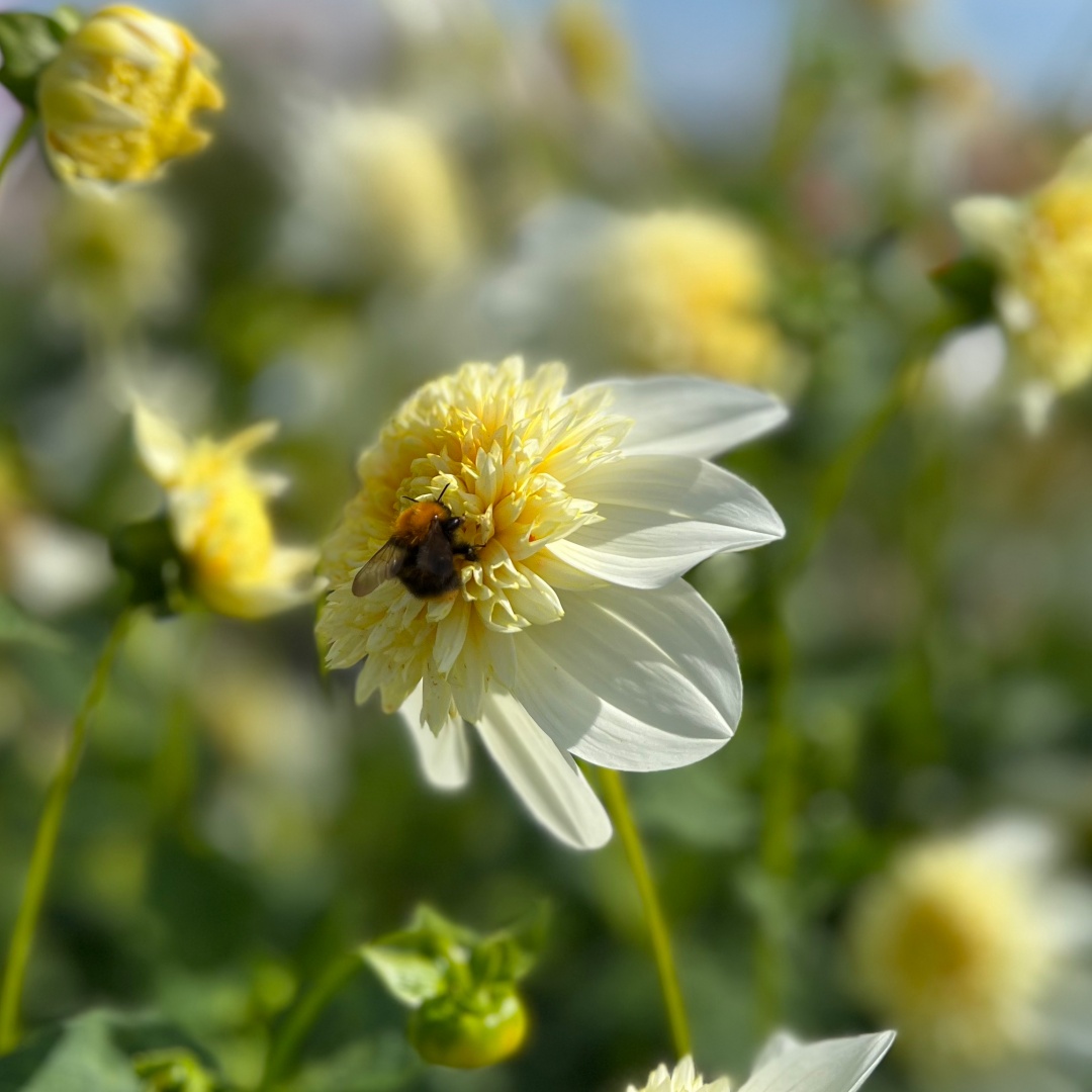 Anemondahlia 'Platinum Blonde'