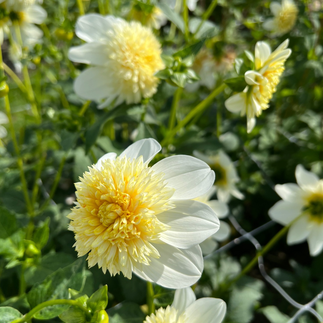 Anemondahlia 'Platinum Blonde'