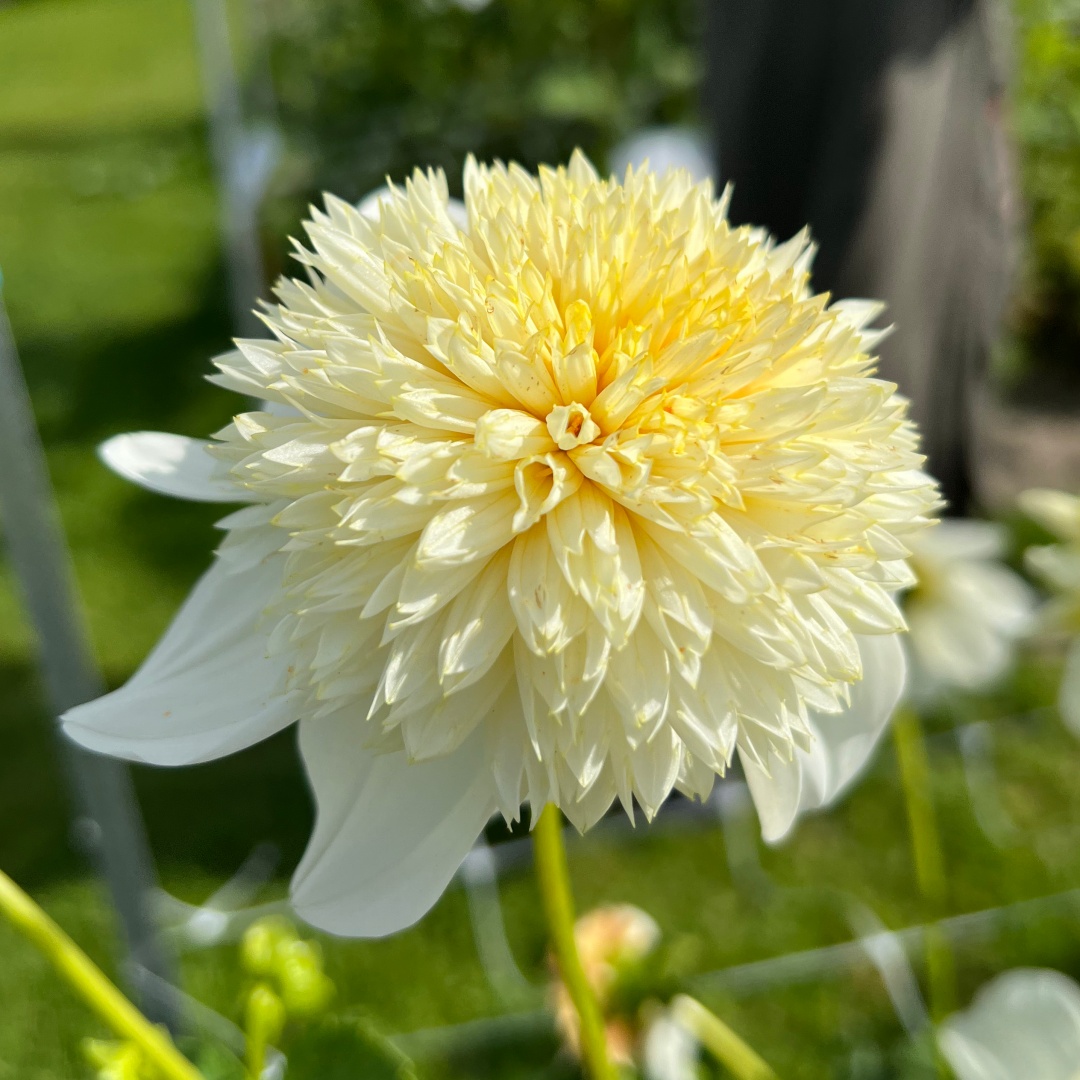 Anemondahlia 'Platinum Blonde'