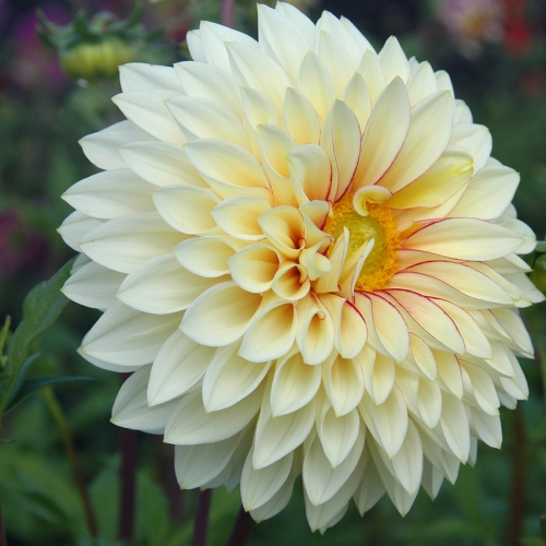 Anemondahlia 'Polka'