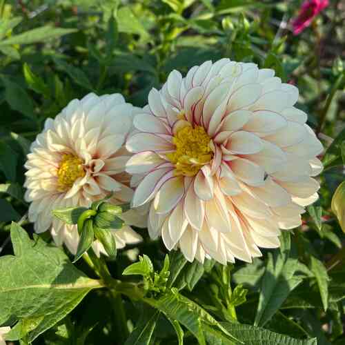 Anemondahlia 'Polka'