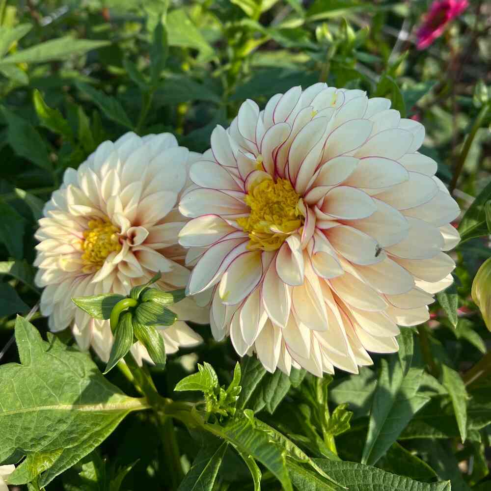 Anemondahlia 'Polka'