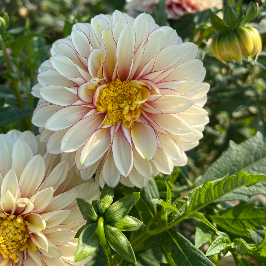 Anemondahlia 'Polka'