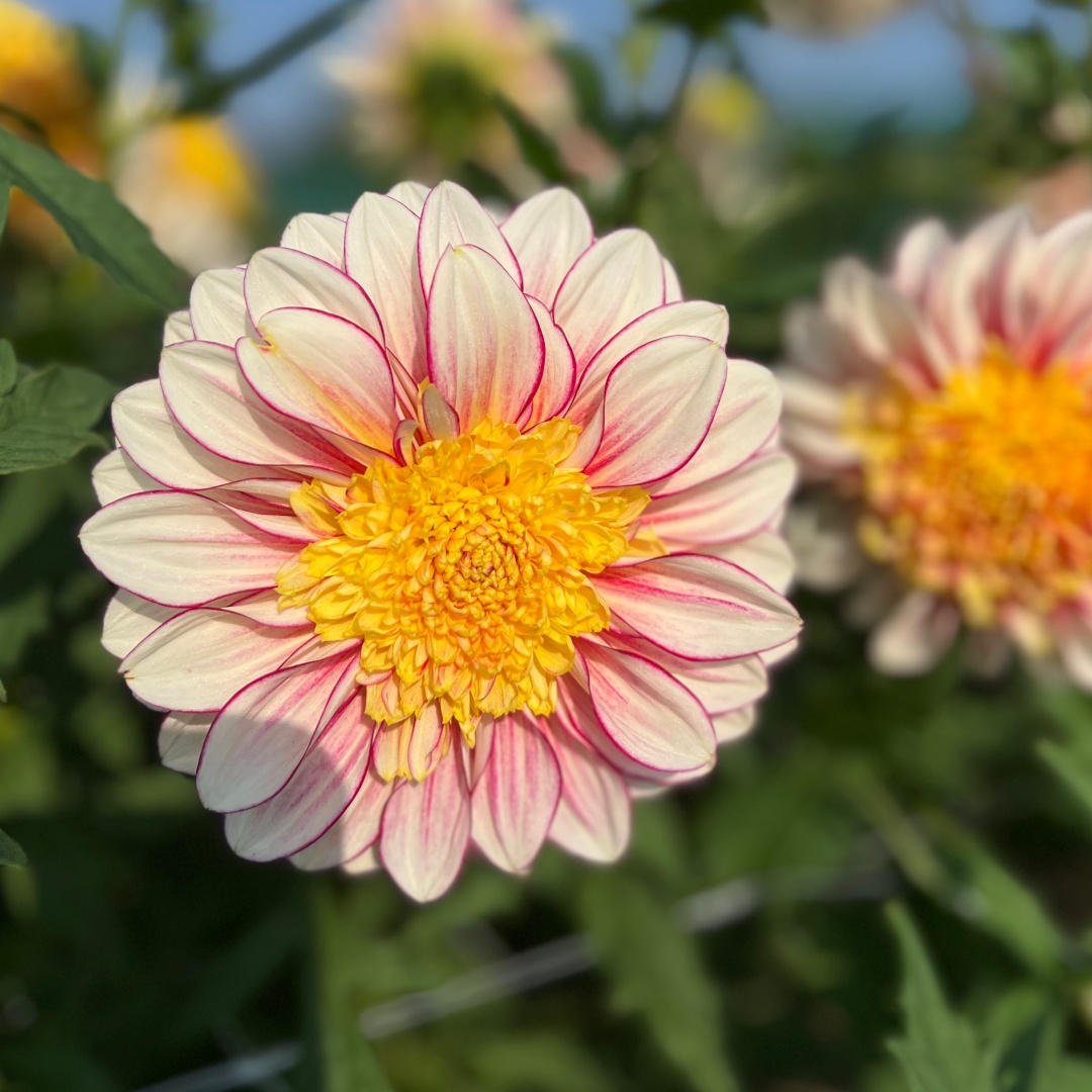 Anemondahlia 'Polka'