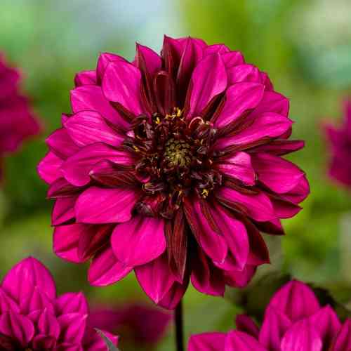 Vuokkodaalia 'Purple Haze'