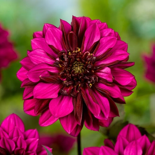 Vuokkodaalia 'Purple Haze'