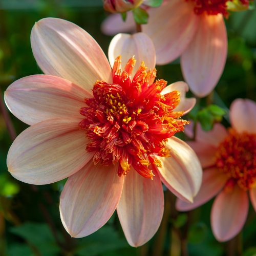 Anemondahlia 'Totally Tangerine'
