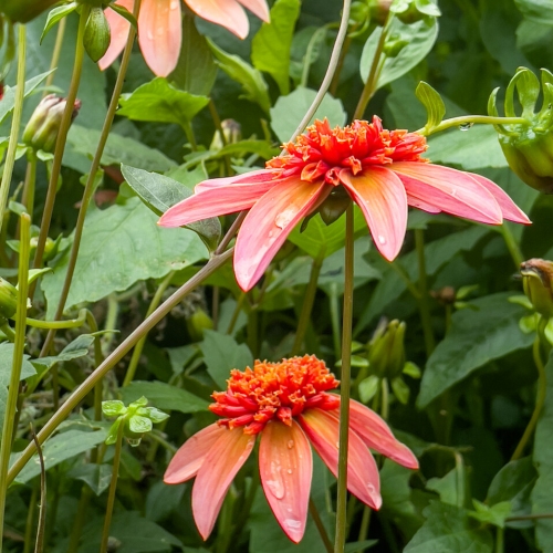 Anemondahlia 'Totally Tangerine'