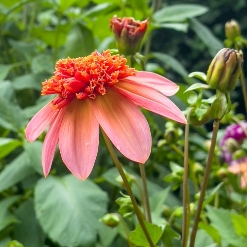 Anemondahlia 'Totally Tangerine'