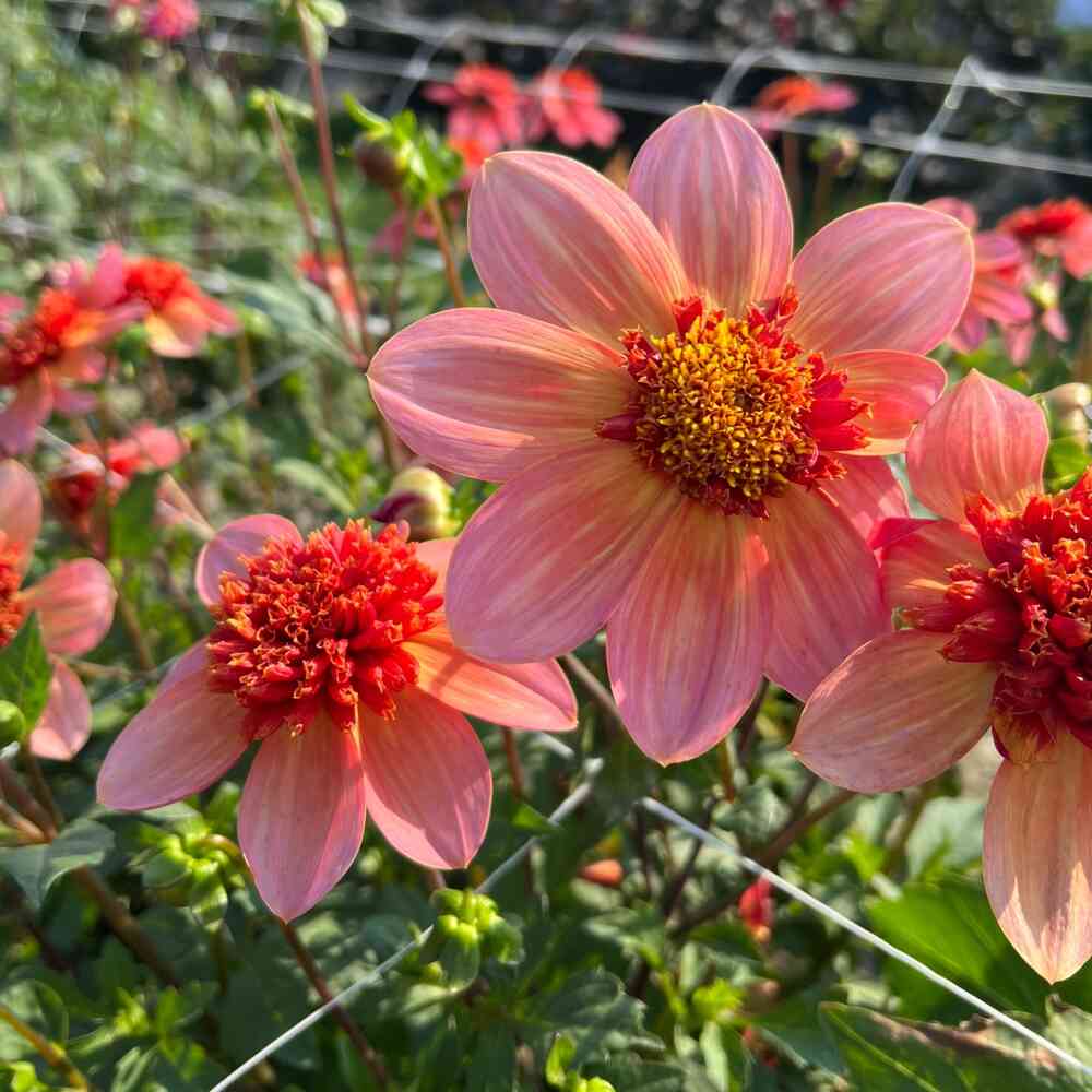 Anemondahlia 'Totally Tangerine'