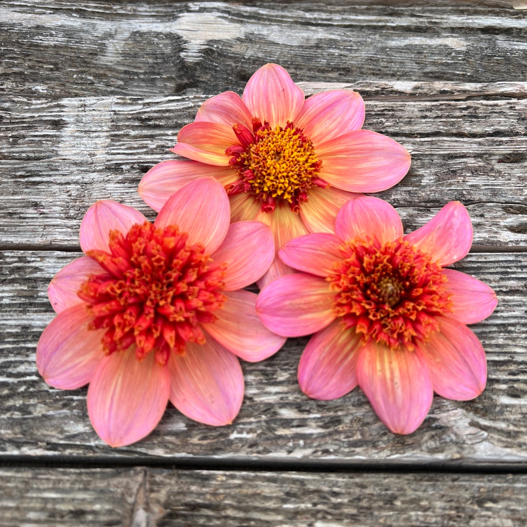Anemondahlia 'Totally Tangerine'