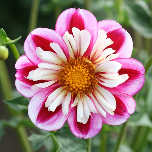 Halskråsdahlia 'Bumble Rumble'