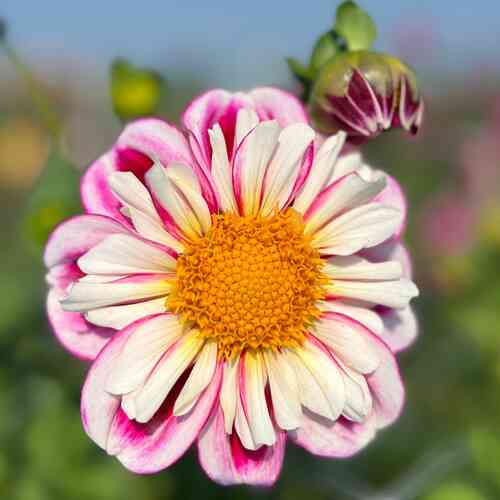 Kaulusdaalia 'Bumble Rumble'