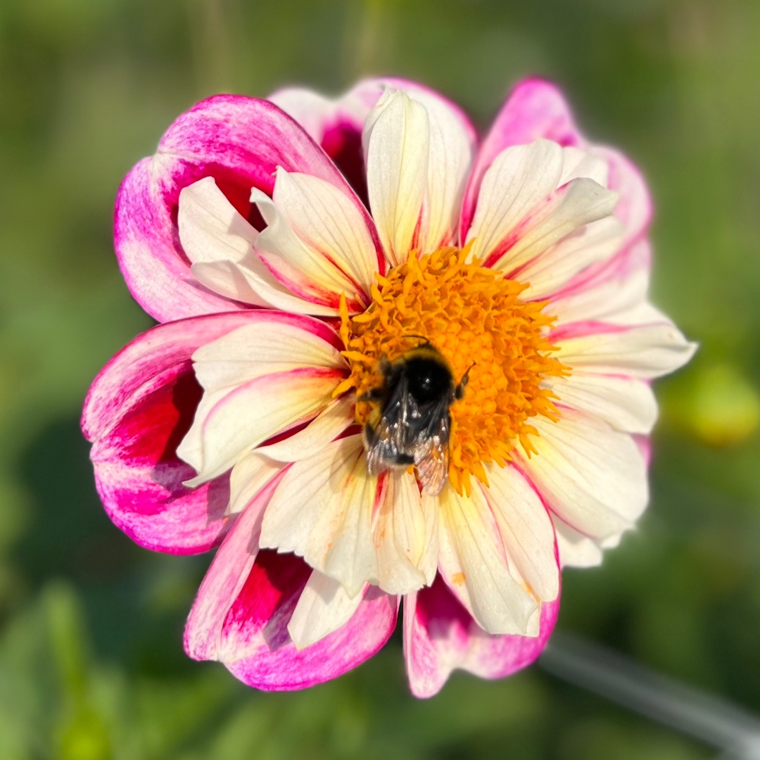 Halskråsdahlia 'Bumble Rumble'