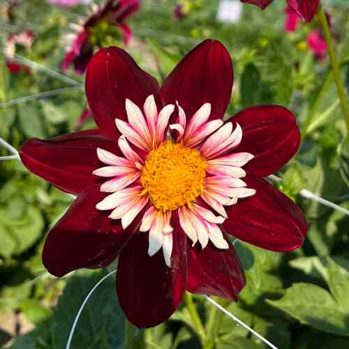 Halskråsdahlia 'Mary Evelyn'