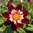 Kaulusdaalia 'Mary Evelyn'