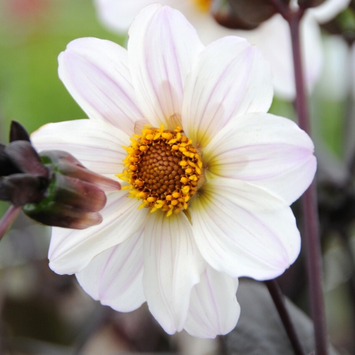 Piondahlia 'Bishop of Dover'