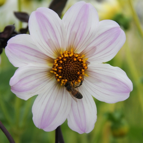 Piondahlia 'Bishop of Dover'