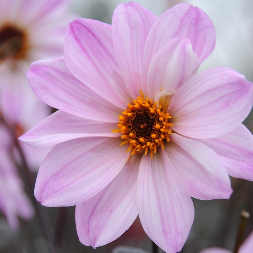 Piondahlia 'Bishop of Leicester'
