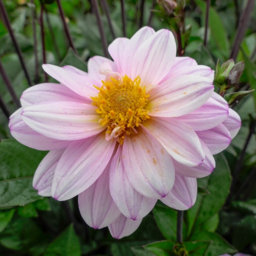 Piondahlia 'Bishop of Leicester'