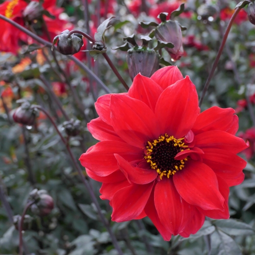 Piondahlia 'Bishop of Llandaff'