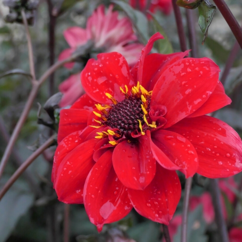 Piondahlia 'Bishop of Llandaff'