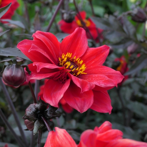 Piondahlia 'Bishop of Llandaff'