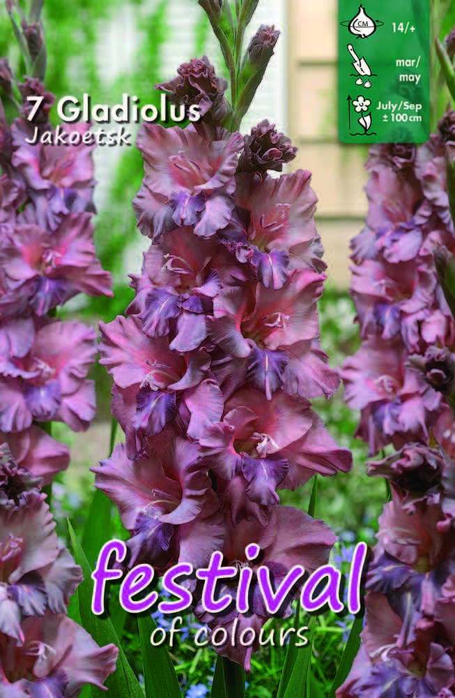 Gladiol 'Jakoetsk'